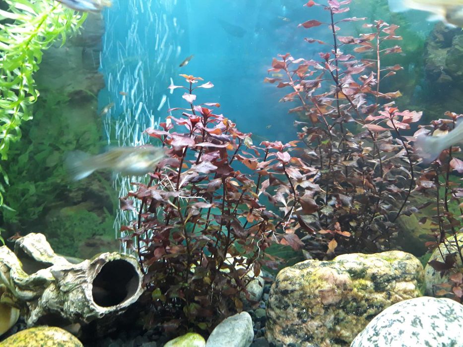 Roślina akwariowa Ludwigia mini super red