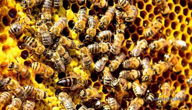 Продам 50 сімей бджіл