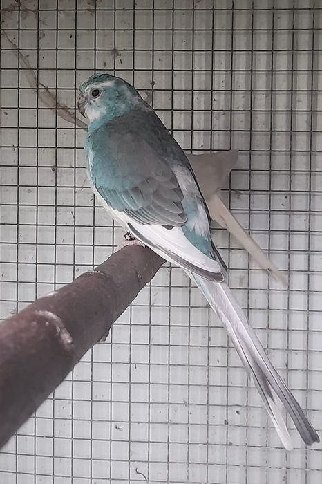 Vendo casais de red rumped