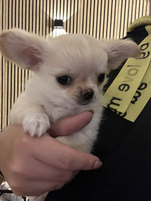 Chichuahua chlopczyk FCI