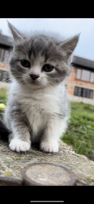 Киця в хороші руки всі деталі за тел. 0.6.8