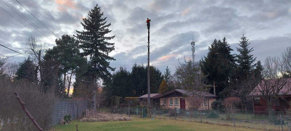 Wycinka drzew rębak wynajem mielenie gałęzi