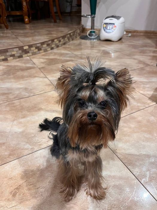 Йоркширський терьер