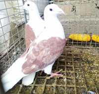 Продам пару голубів Краснодари 200 грн