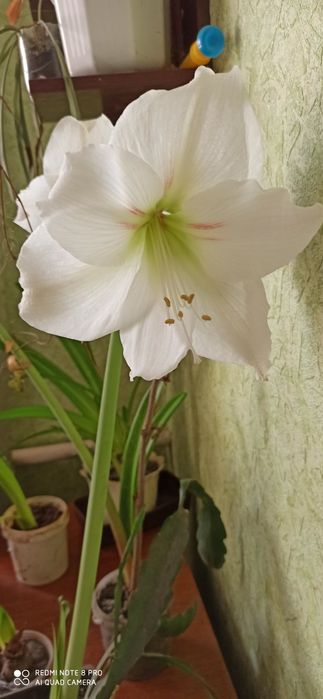 Гіпеаструм червоний та білий