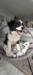 Border collie-samiec