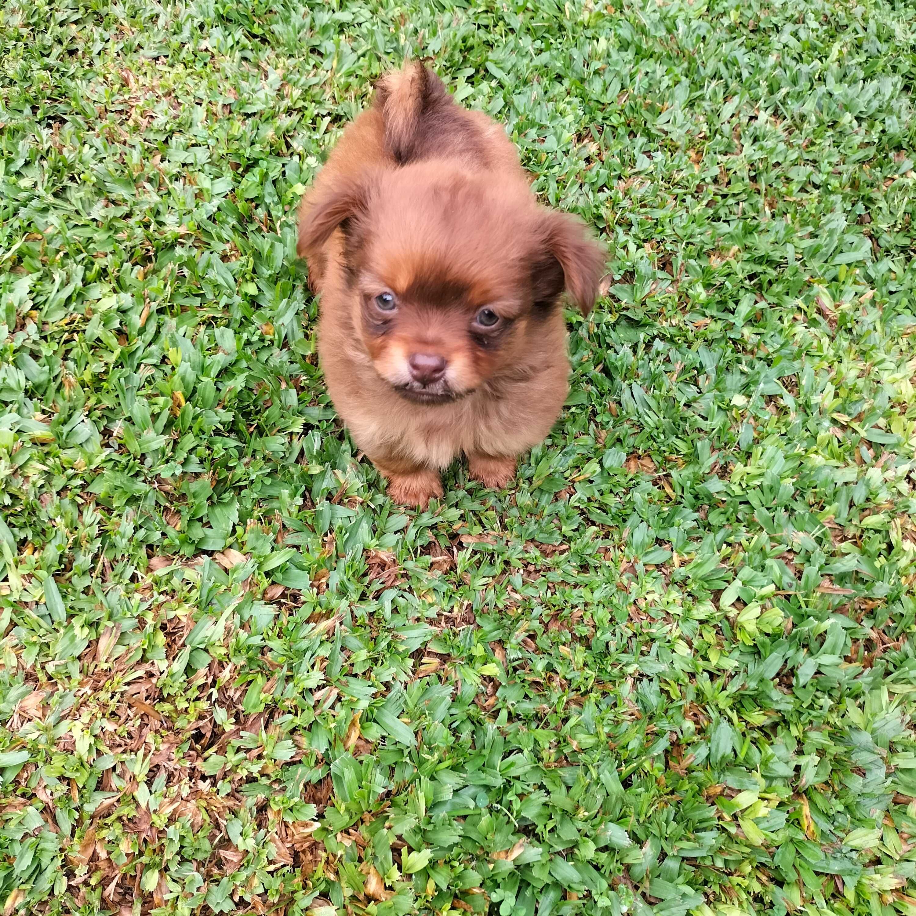 Chihuahua xx macho