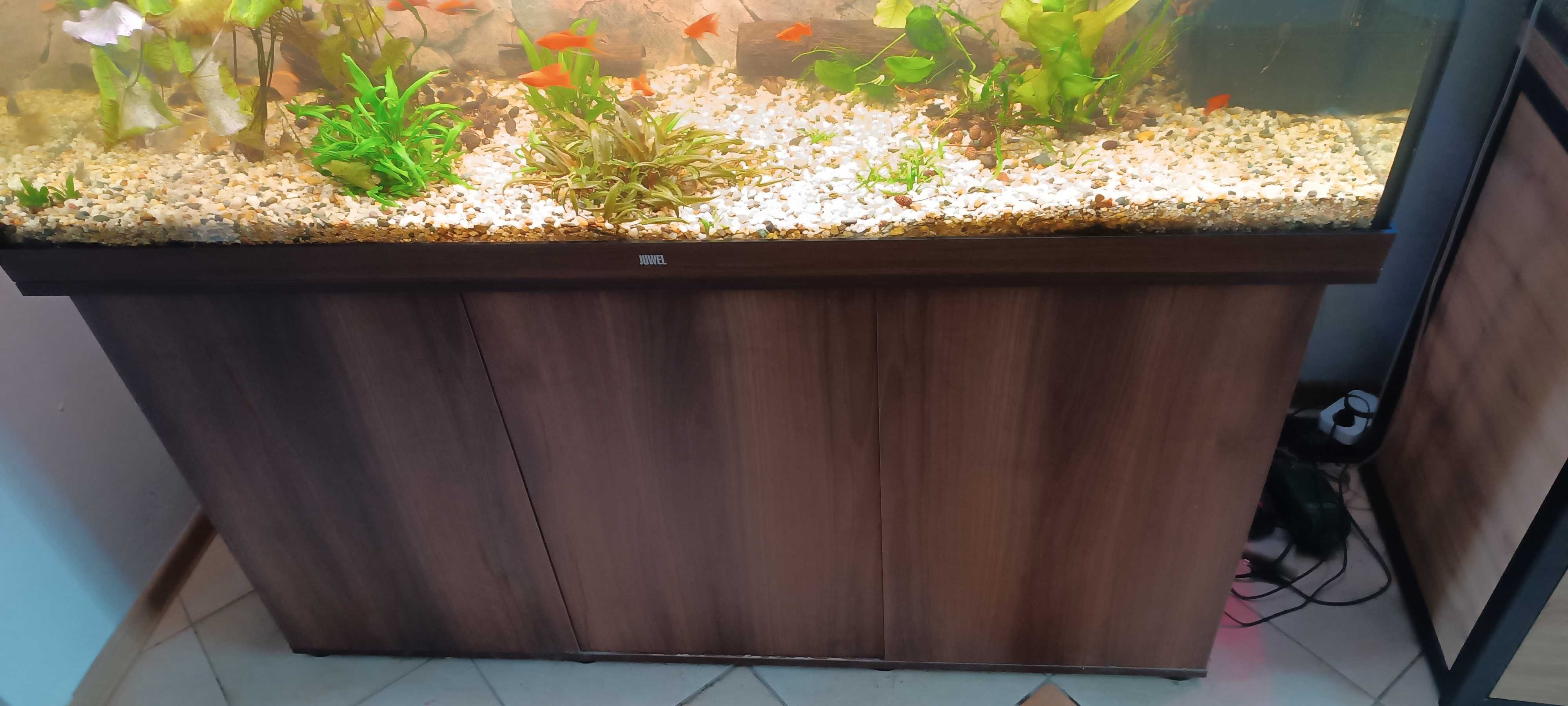 Akwarium z szafka juwel 450 r fluval fx6 lira delta mieczyki corodyras