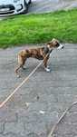 Chart angielski whippet FCI