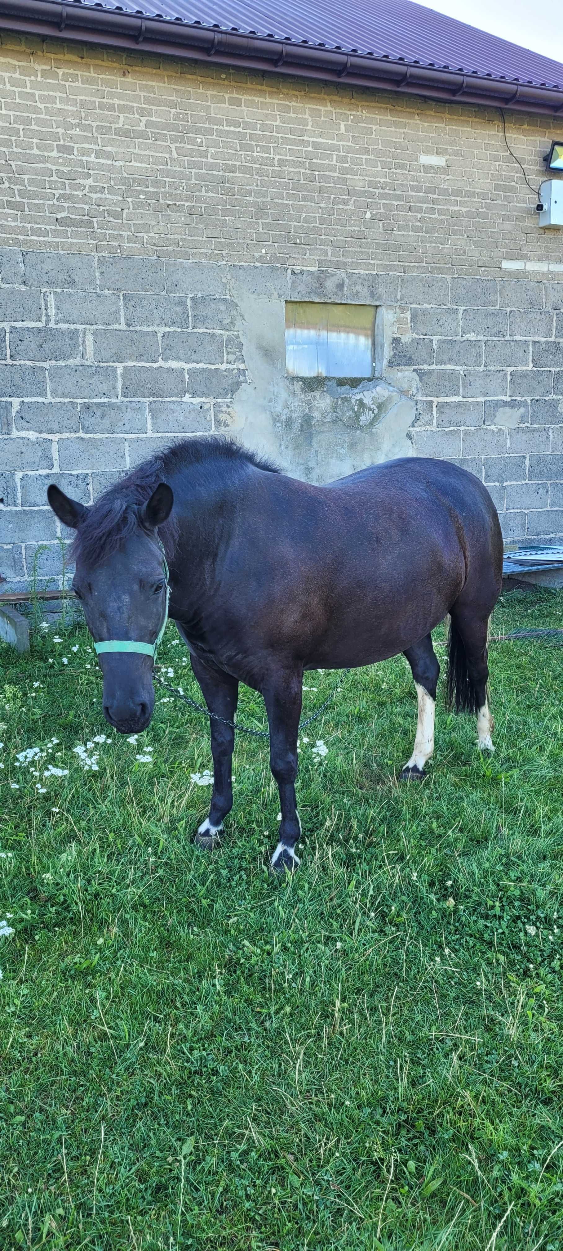 Klacz rasy Hucuł (Jogobella)