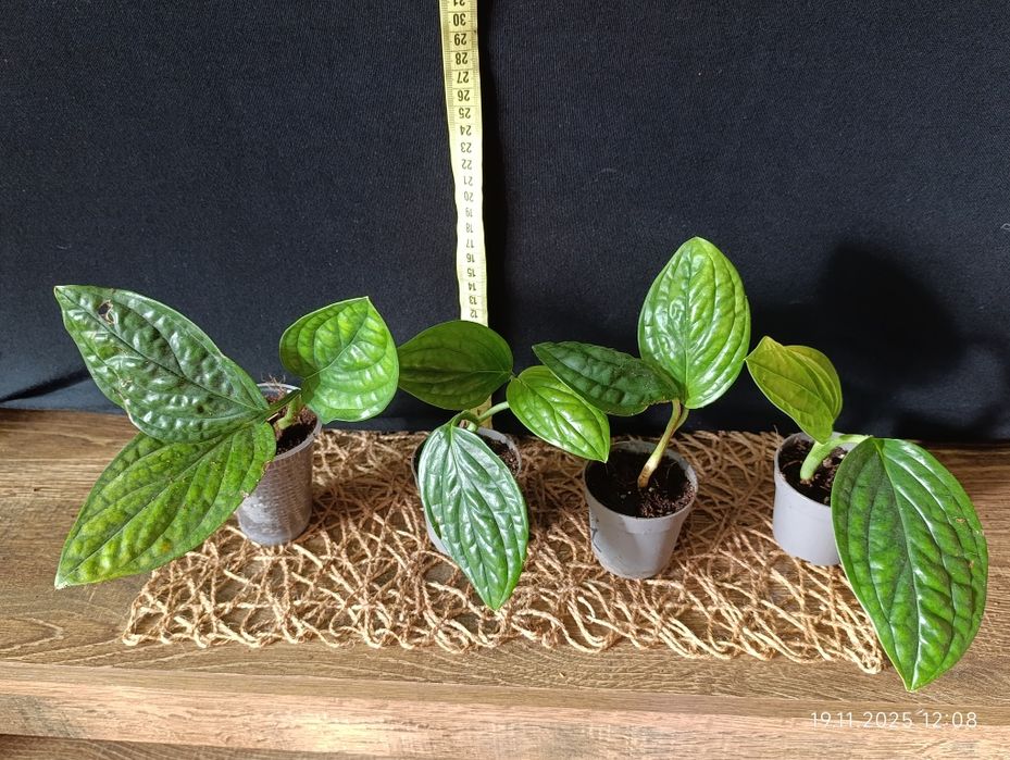 Епіпремнум Марбл Планет (Epipremnum pinnatum Marble Planet)