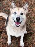 husky mix AMBER 8 l w schronisko w lututowie aktualne