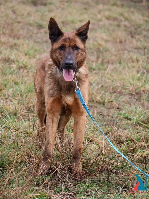 Aki 567/24 - SZUKA DOMU!