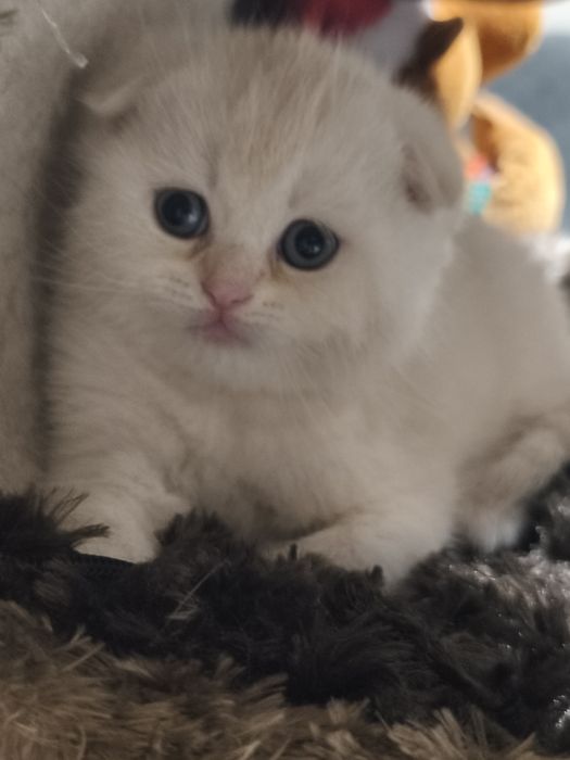 Gatinho Scottish fold
