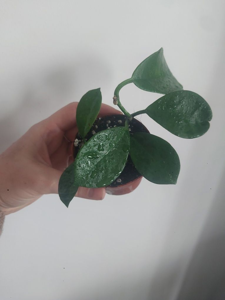 Hoja australis australijska hoya