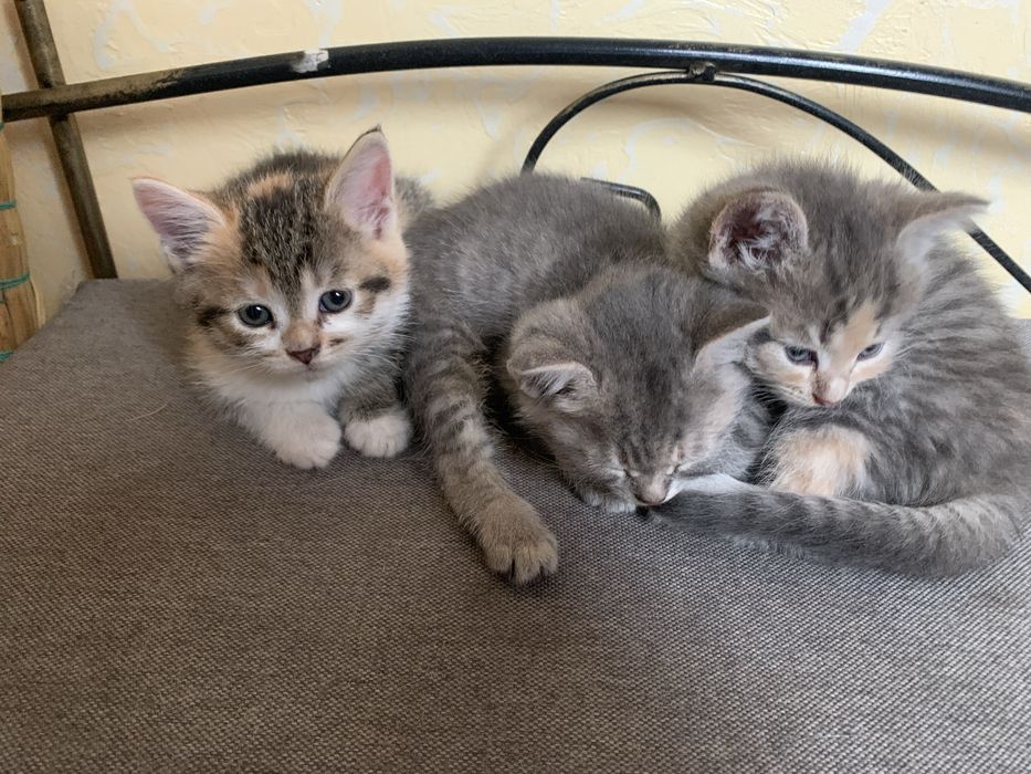 Відам просто так,троє дівчаток.