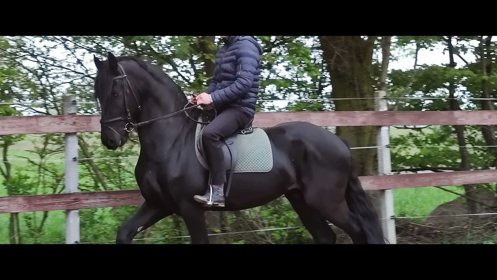 Kon Klacz klaczka fryzyjski fryzyjska fryz ujezdzona zrebna