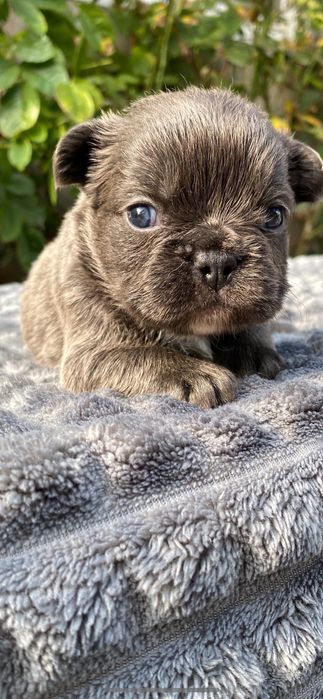 Щенок французский бульдог