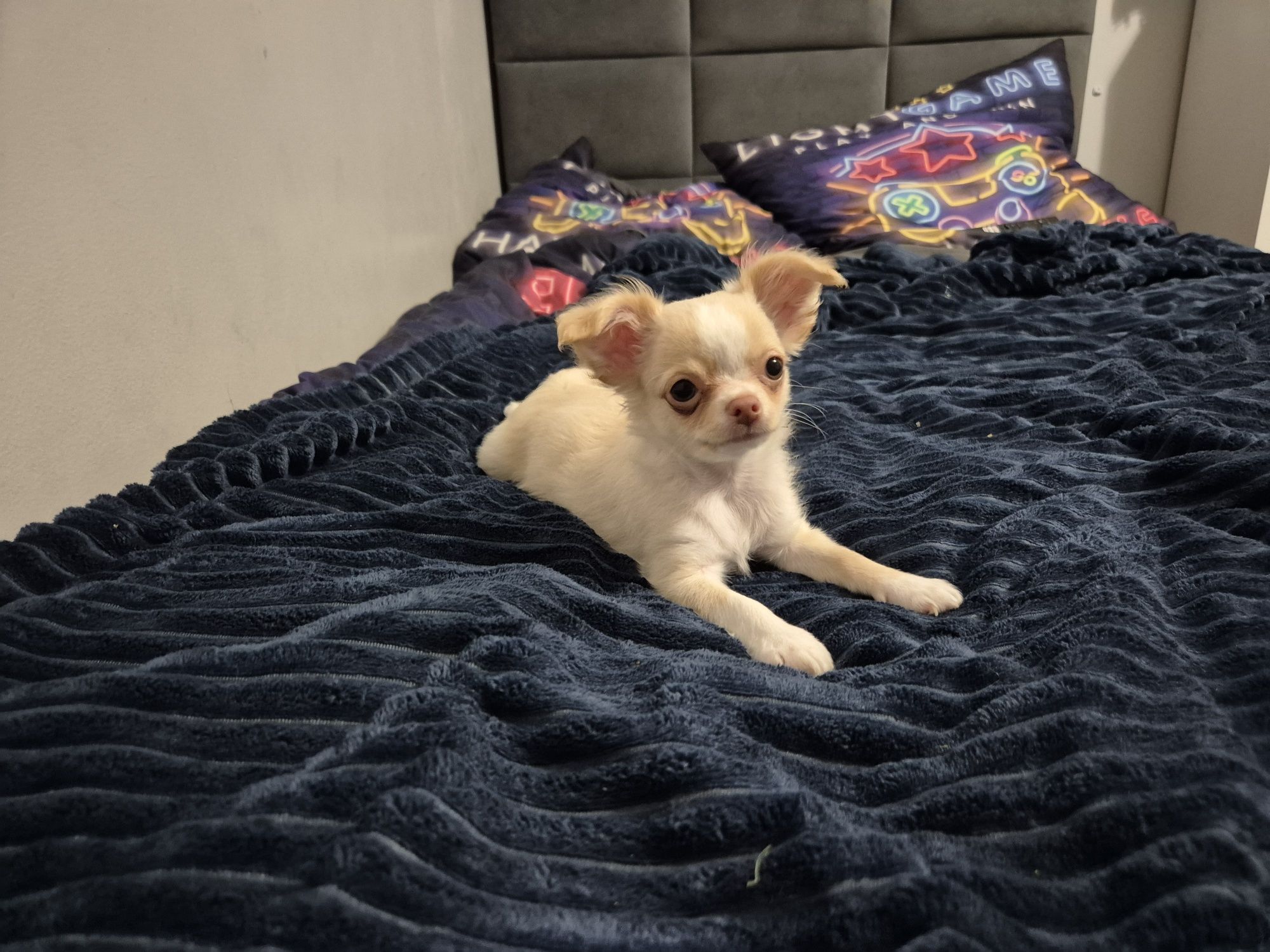 *** Chihuahua piesek gotowy do odbioru  mini 1.6kg xxs***