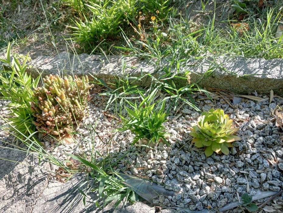 Vendo catos pequenos