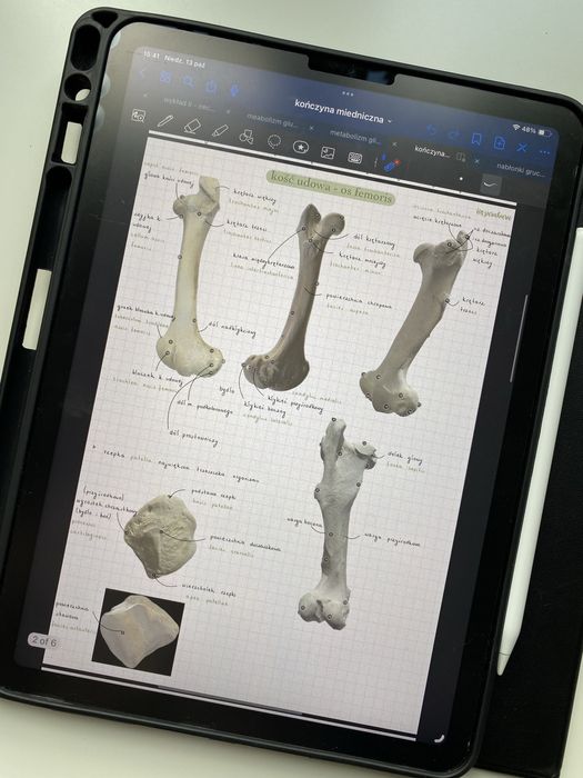 Anatomia zwierząt - notatki z anatomii z pierwszego roku weterynarii