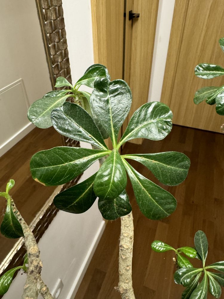 Ogromne Adenium Obesum wysokosc okolo 180 cm