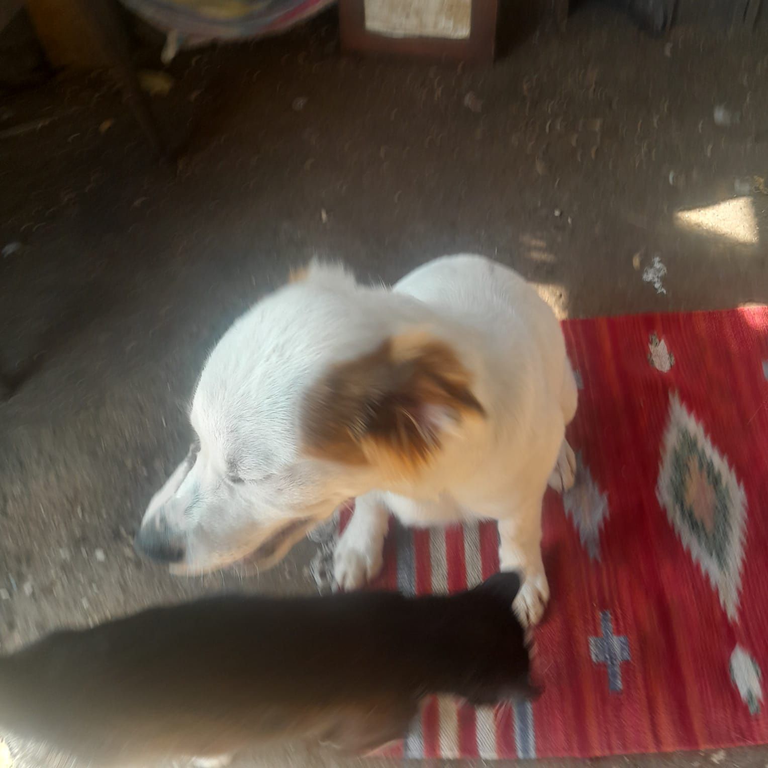 Cadela para adopcao / girl puppy