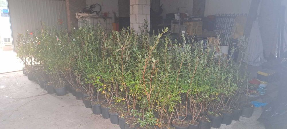 Sadzonki Borówki Chandler 3/4 letnia