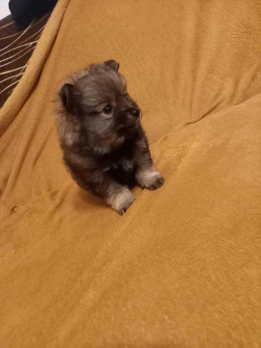 Szpic średni piesek