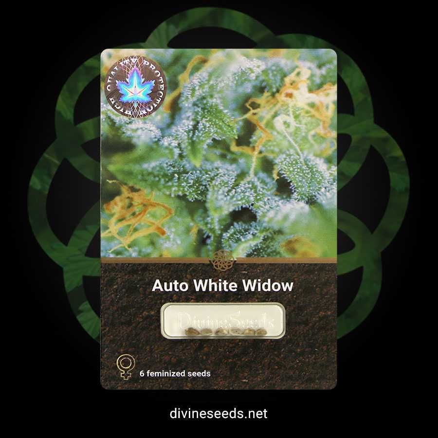 Auto White Widow kanadyjskie nasiona marihuany | 3 szt