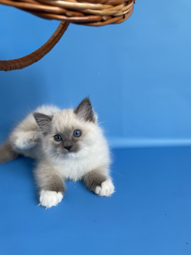 Котёнок, регдолл, Ragdoll,