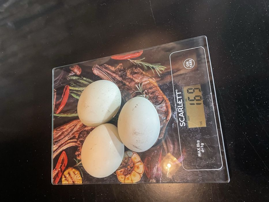 Домашнее куриное яйцо