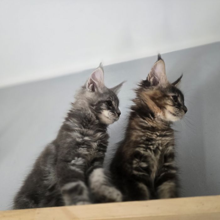 Maine Coon kotka kocurki