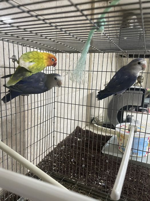 Agapornis para cedência