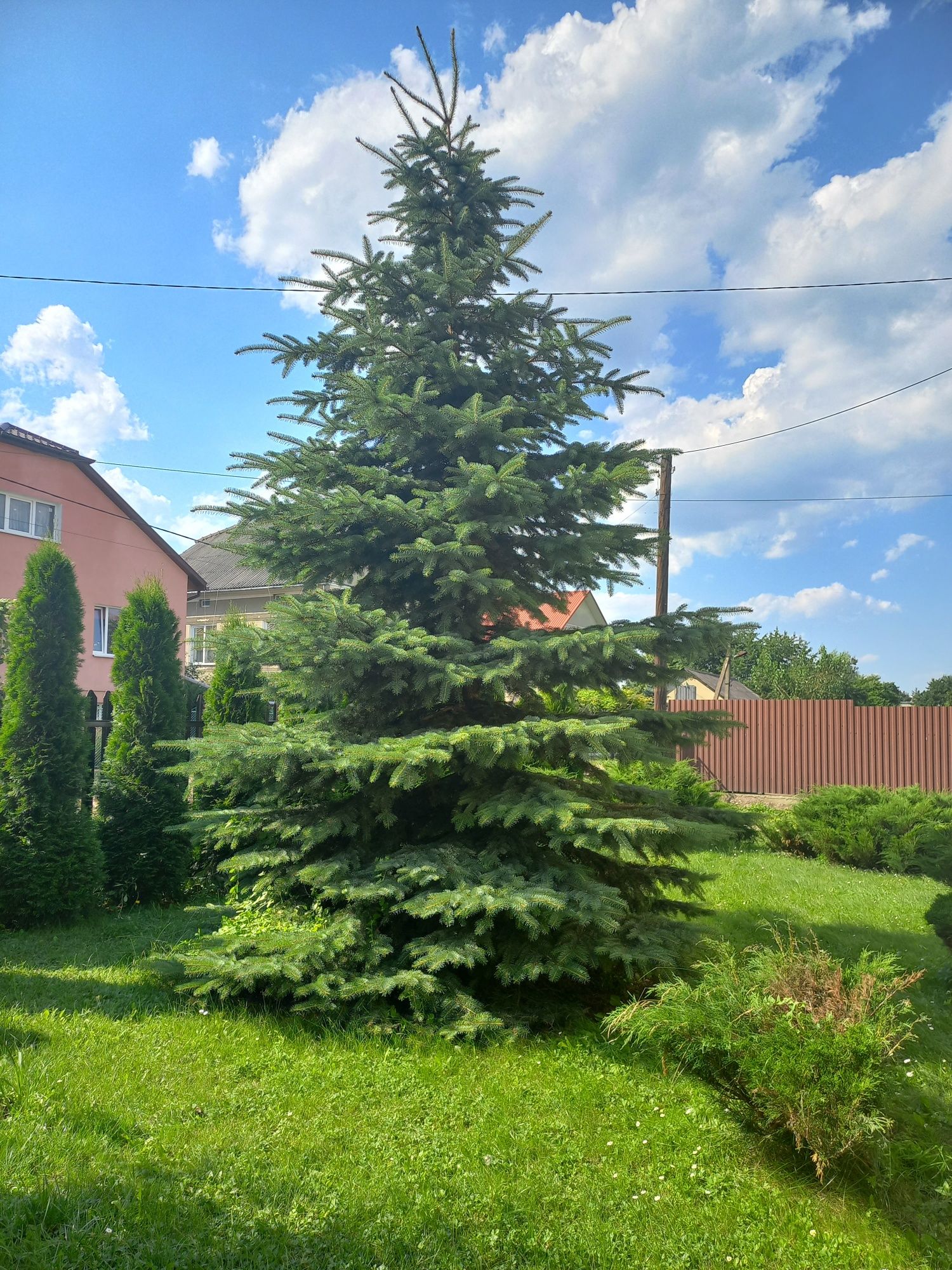 Продам дуже красиву ялинку