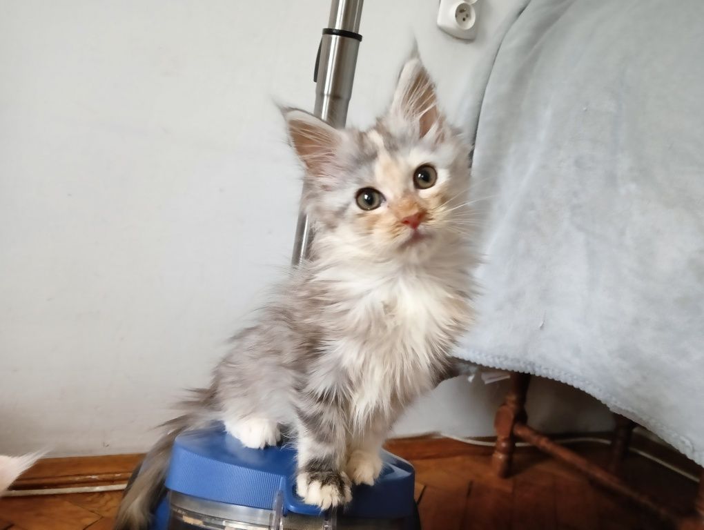 Maine coon kotka srebrzysta szylkretka rodowód FPL