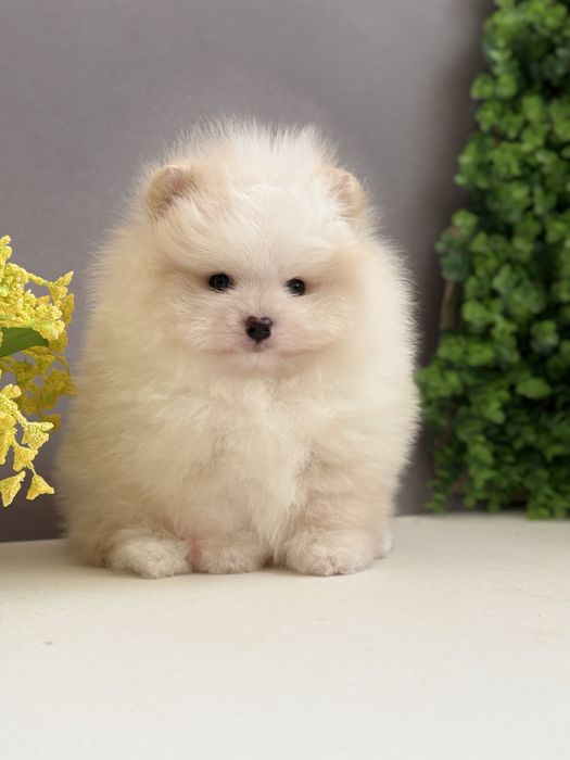 Ексклюзивний хлопчик шоу класу