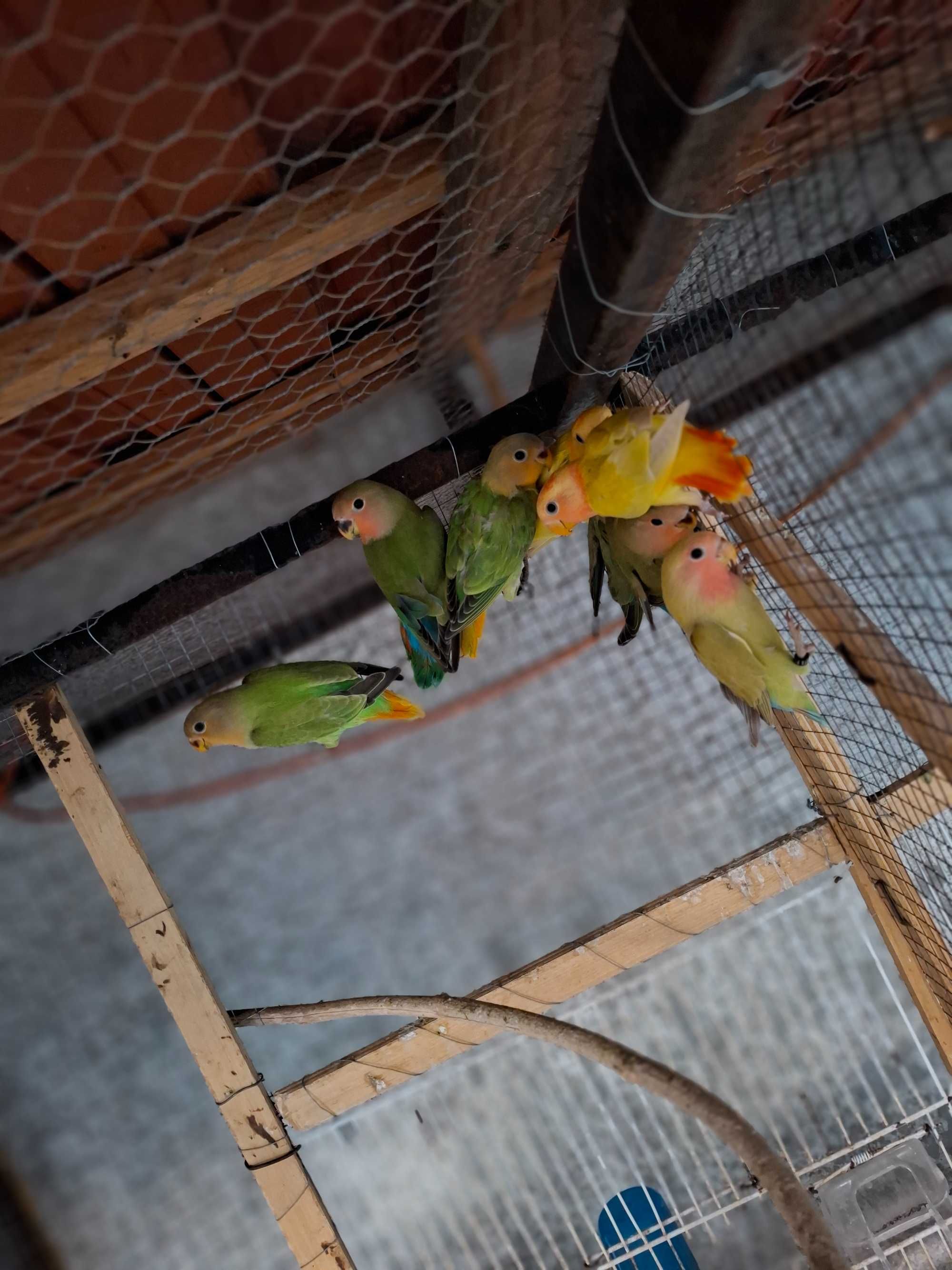 Agapornis deste ano para cedencia