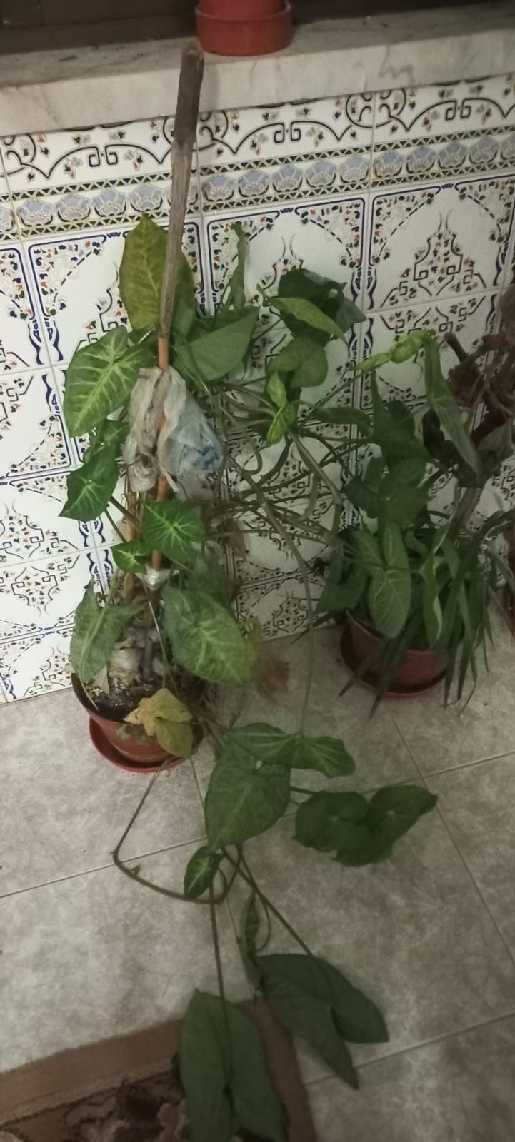 Plantas variadas