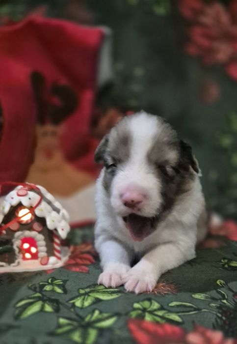 Border collie suczka blue merle