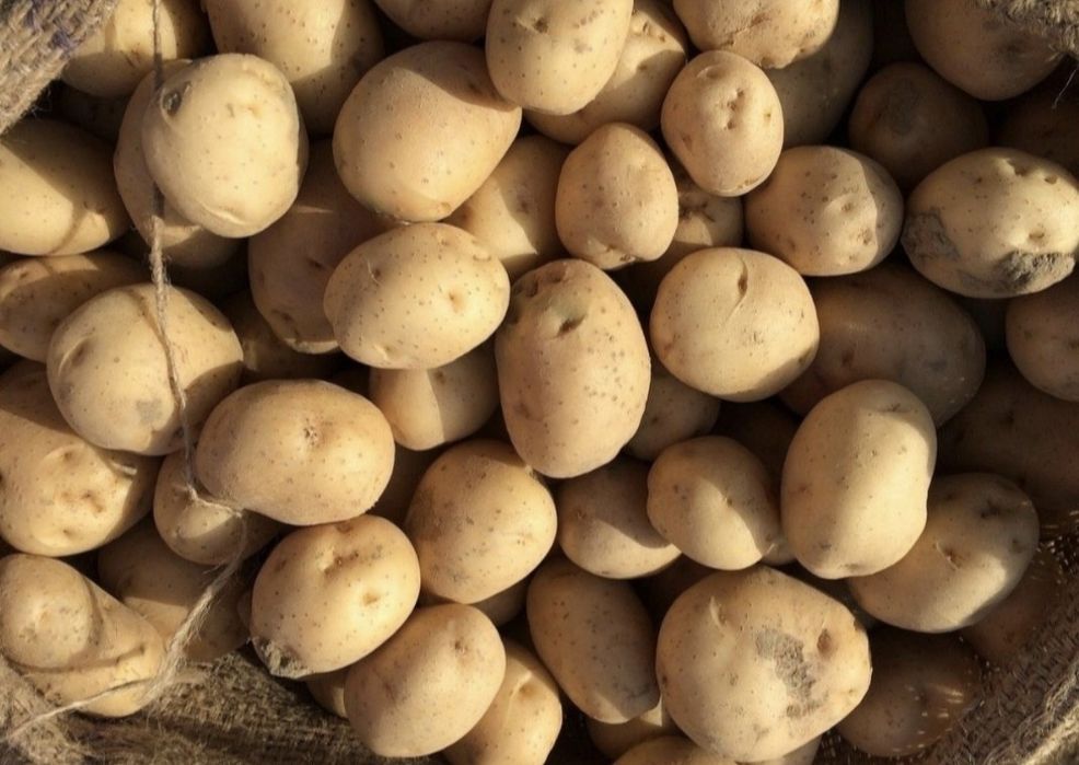 Ziemniaki odpadowe 50zł za 100kg