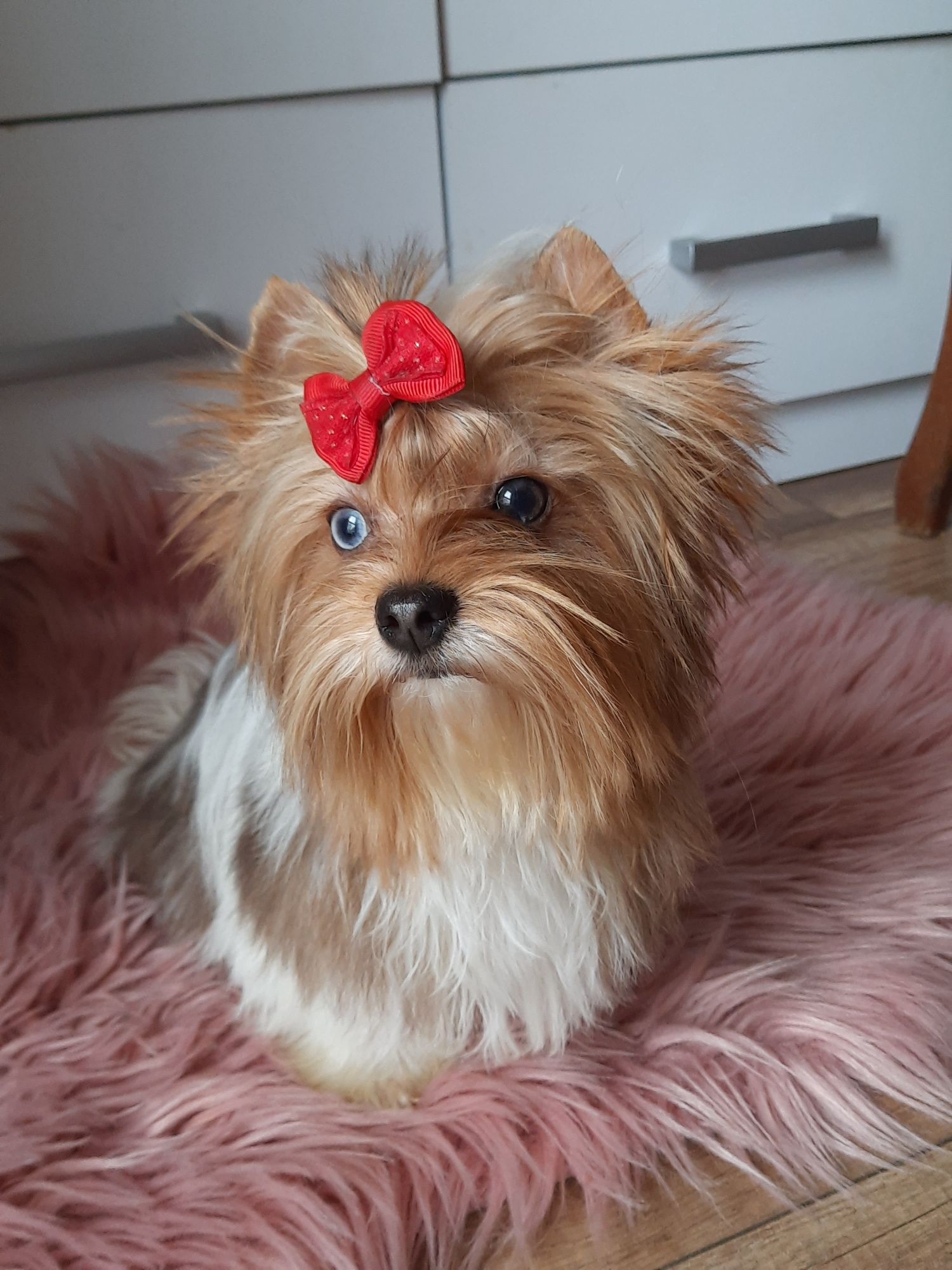 Blueberry yorkshire terrier suczka biewer