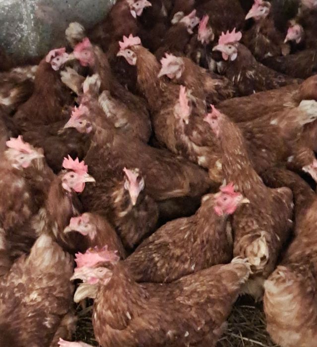 Kury nioski *transport Mszana Dolna