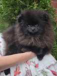 Szpic Miniaturowy Pomeranian Czarny misio