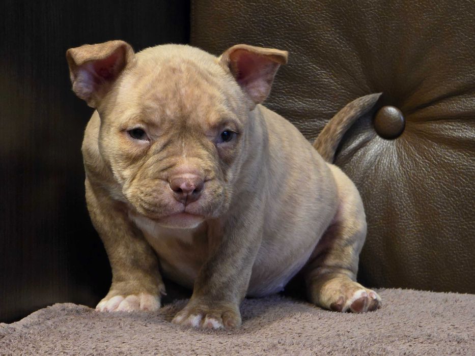 American Bully Pocket ABKC sunia o elitarnym rodowodzie!
