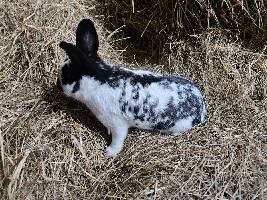 Kroliki srokacz z nowozelandzki