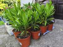 Oleander kwitnący doniczka 18cm