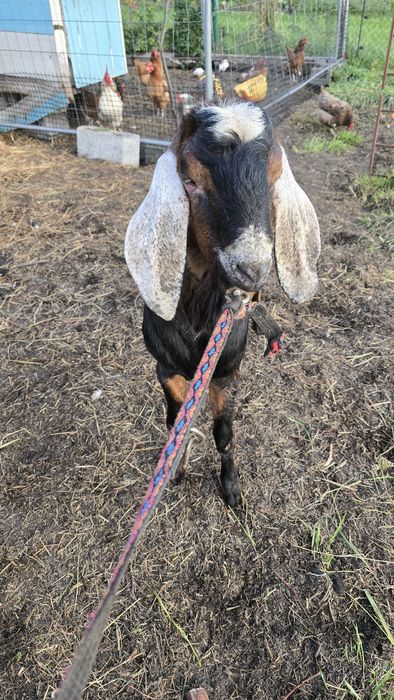 Krycie kozłem anglonubijskim