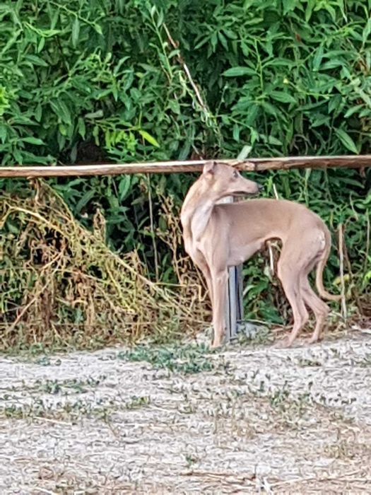 .Левретка. Элитные щенки левретки.