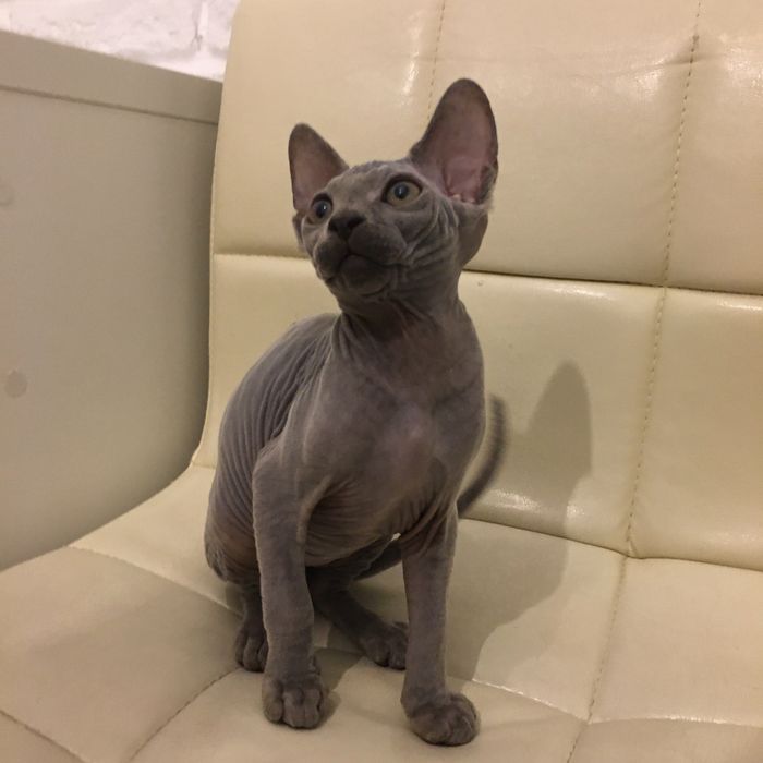 Канадский сфинкс , голубой ,черний окрасы